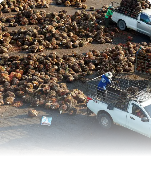 Imagen de muestra